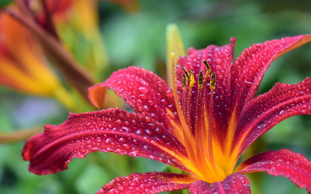 Reclaiming Comfort: A holistic look at genitourinary syndrome of menopause and how pelvic health physiotherapy can help